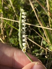 Spiranthes spiralis