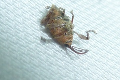Curculio glandium