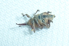 Curculio glandium