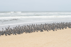 Phalacrocorax capensis