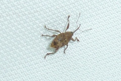 Curculio glandium