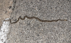 Pituophis catenifer affinis