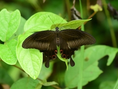 Papilio helenus