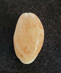 Bulla occidentalis