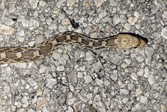 Pituophis catenifer affinis