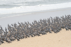 Phalacrocorax capensis
