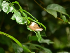 Dophla evelina