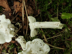 Leucocybe connata