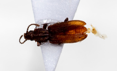 Oryzaephilus surinamensis