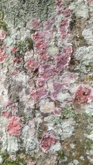 Herpothallon