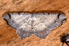 Macaria bicolorata
