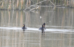 Fulica rufifrons
