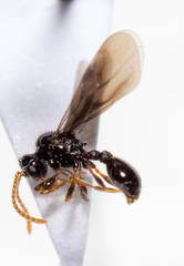 Myrmecina americana
