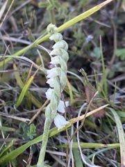 Spiranthes spiralis
