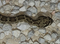 Crotalus viridis