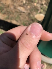 Corythucha marmorata