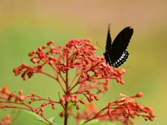 Papilio castor