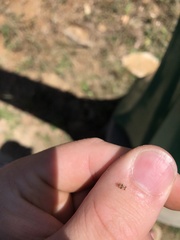 Corythucha marmorata