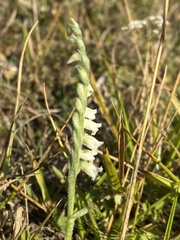 Spiranthes spiralis