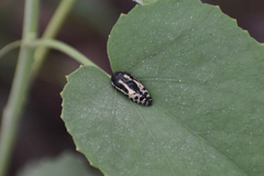 Acmaeodera scalaris