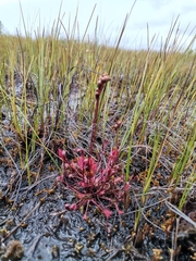 Drosera anglica