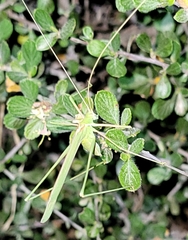 Arethaea