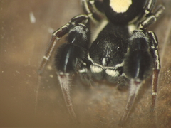 Stegodyphus tibialis