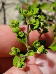 Trichostema nesophilum