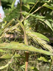 Elymus virginicus