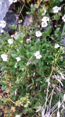 Cerastium nigrescens arcticum