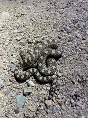 Pituophis catenifer affinis