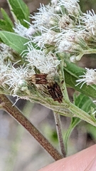 Harmostes fraterculus