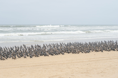 Phalacrocorax capensis