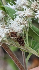 Harmostes fraterculus