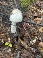 Amanita virosa