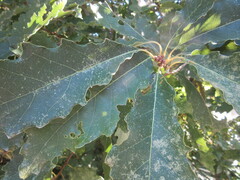 Quercus