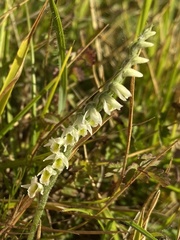 Spiranthes spiralis