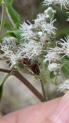 Harmostes fraterculus