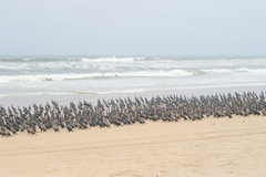 Phalacrocorax capensis