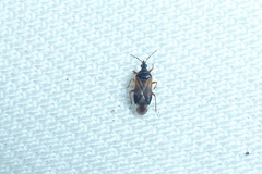 Anthocoris confusus