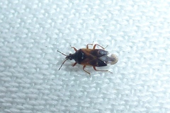 Anthocoris confusus