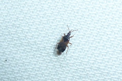 Anthocoris confusus