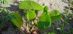 Ipomoea pes-caprae