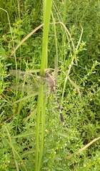 Orthetrum sabina