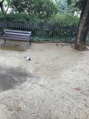 Columba livia domestica