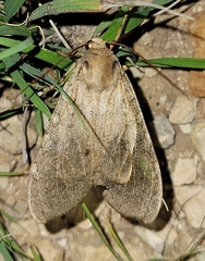 Pseudohemihyalea labecula