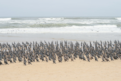 Phalacrocorax capensis
