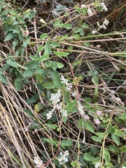 Fallopia