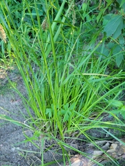Scirpus microcarpus
