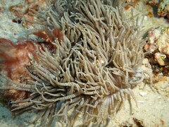 Heteractis crispa